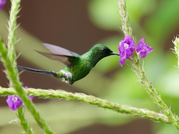 <h3><a href="/trips/costa-rica/biota/animalia/chordata/aves/033 apodiformes/004 trochilidae/discosura conversii/discosura conversii-nl.html">Discosura&nbsp;conversii</a> / Green&nbsp;thorntail / Groene&nbsp;draadkolibrie</h3>OM-1 Mark II met OLYMPUS M.150-400mm F4.5, 1/2000 sec  bij F4.5, ISO 2000, afstand 3.90&nbsp;m